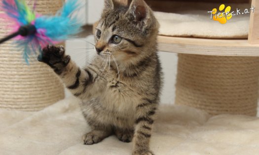 Katze Findus (Foto by Tiereck.at - Lavanttaler Tierhilfe)