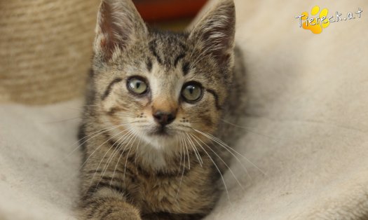 Katze Findus (Foto by Tiereck.at - Lavanttaler Tierhilfe)