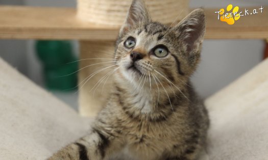 Katze Findus (Foto by Tiereck.at - Lavanttaler Tierhilfe)