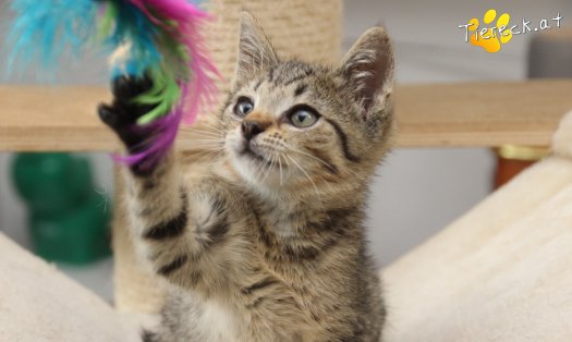 Katze Findus (Foto by Tiereck.at - Lavanttaler Tierhilfe)