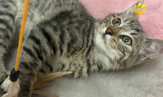 Katze Lando (Foto by Tiereck.at - Lavanttaler Tierhilfe)