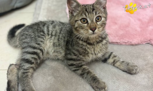 Katze Lando (Foto by Tiereck.at - Lavanttaler Tierhilfe)