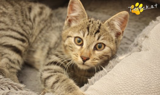 Katze Lando (Foto by Tiereck.at - Lavanttaler Tierhilfe)