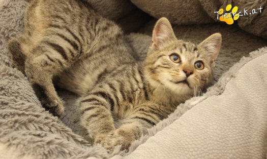 Katze Lando (Foto by Tiereck.at - Lavanttaler Tierhilfe)