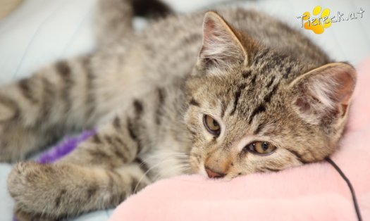 Katze Lando (Foto by Tiereck.at - Lavanttaler Tierhilfe)
