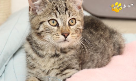 Katze Lando (Foto by Tiereck.at - Lavanttaler Tierhilfe)