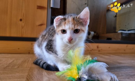 Katze Sally (Foto by Tiereck.at - Lavanttaler Tierhilfe)