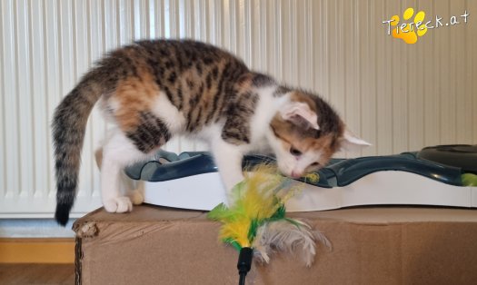 Katze Sally (Foto by Tiereck.at - Lavanttaler Tierhilfe)
