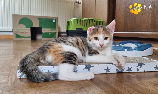 Katze Sally (Foto by Tiereck.at - Lavanttaler Tierhilfe)