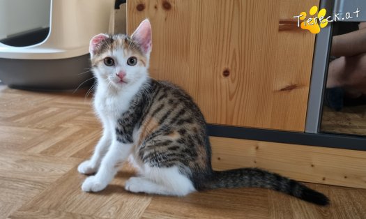 Katze Sally (Foto by Tiereck.at - Lavanttaler Tierhilfe)