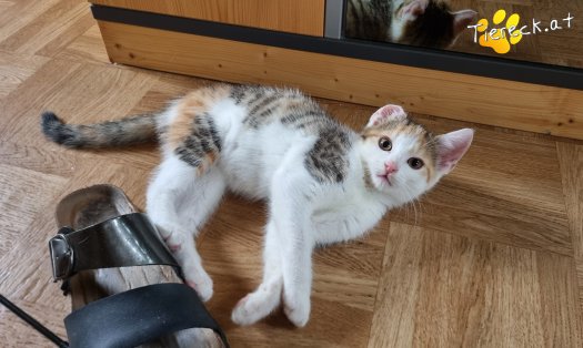 Katze Sally (Foto by Tiereck.at - Lavanttaler Tierhilfe)
