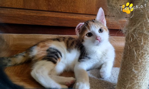 Katze Sally (Foto by Tiereck.at - Lavanttaler Tierhilfe)