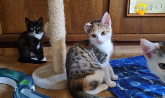 Katze Sally (Foto by Tiereck.at - Lavanttaler Tierhilfe)