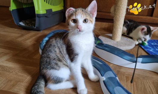 Katze Sally (Foto by Tiereck.at - Lavanttaler Tierhilfe)