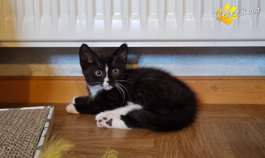 Katze Liv (Foto by Tiereck.at - Lavanttaler Tierhilfe)