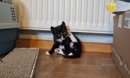 Katze Liv (Foto by Tiereck.at - Lavanttaler Tierhilfe)