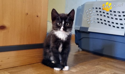 Katze Liv (Foto by Tiereck.at - Lavanttaler Tierhilfe)