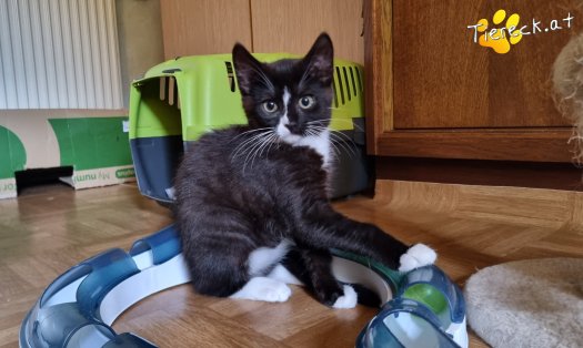 Katze Liv (Foto by Tiereck.at - Lavanttaler Tierhilfe)