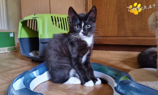 Katze Liv (Foto by Tiereck.at - Lavanttaler Tierhilfe)