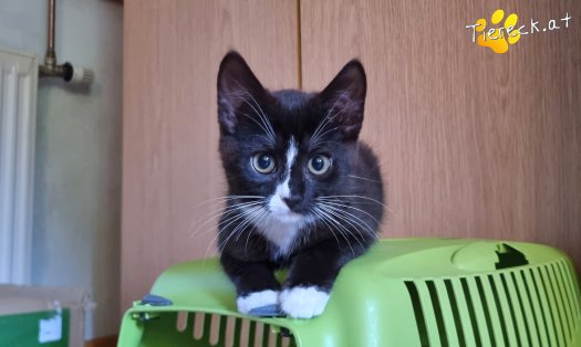 Katze Liv (Foto by Tiereck.at - Lavanttaler Tierhilfe)
