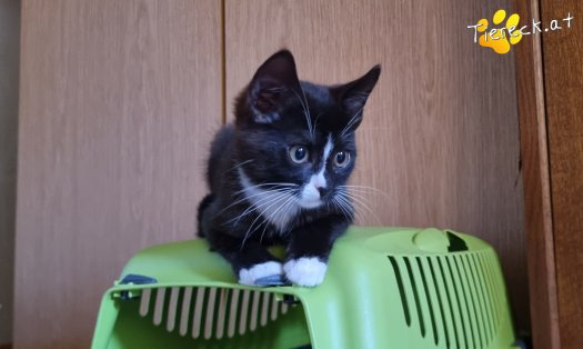 Katze Liv (Foto by Tiereck.at - Lavanttaler Tierhilfe)