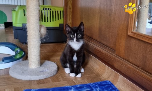 Katze Liv (Foto by Tiereck.at - Lavanttaler Tierhilfe)