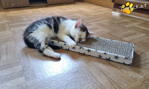 Katze Nils (Foto by Tiereck.at - Lavanttaler Tierhilfe)