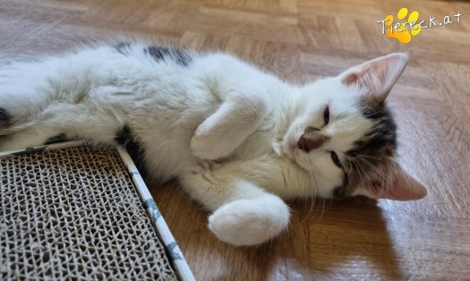 Katze Nils (Foto by Tiereck.at - Lavanttaler Tierhilfe)