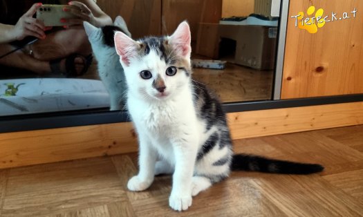 Katze Nils (Foto by Tiereck.at - Lavanttaler Tierhilfe)