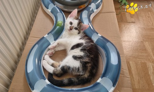 Katze Nils (Foto by Tiereck.at - Lavanttaler Tierhilfe)