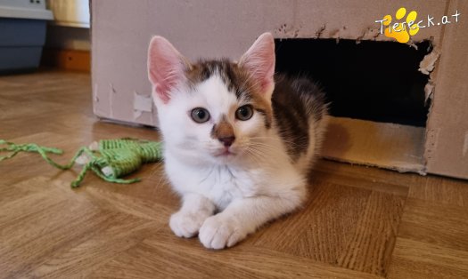 Katze Nils (Foto by Tiereck.at - Lavanttaler Tierhilfe)
