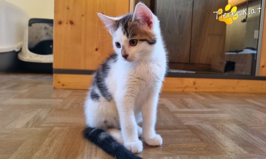 Katze Nils (Foto by Tiereck.at - Lavanttaler Tierhilfe)