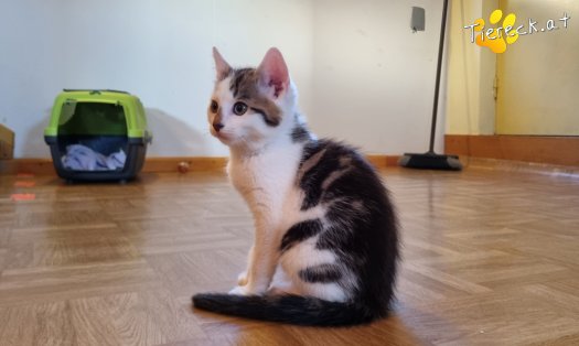 Katze Nils (Foto by Tiereck.at - Lavanttaler Tierhilfe)
