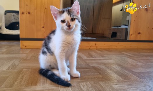 Katze Nils (Foto by Tiereck.at - Lavanttaler Tierhilfe)