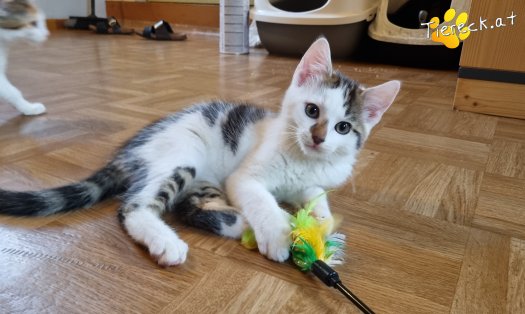 Katze Nils (Foto by Tiereck.at - Lavanttaler Tierhilfe)