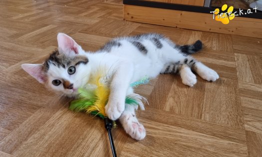 Katze Nils (Foto by Tiereck.at - Lavanttaler Tierhilfe)