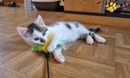 Katze Nils (Foto by Tiereck.at - Lavanttaler Tierhilfe)