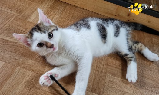 Katze Nils (Foto by Tiereck.at - Lavanttaler Tierhilfe)