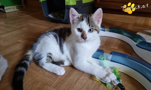 Katze Nils (Foto by Tiereck.at - Lavanttaler Tierhilfe)