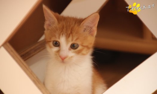 Katze Anton (Foto by Tiereck.at - Lavanttaler Tierhilfe)