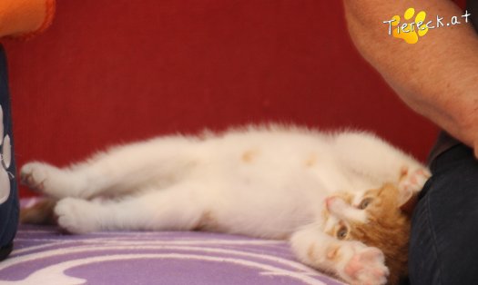 Katze Anton (Foto by Tiereck.at - Lavanttaler Tierhilfe)