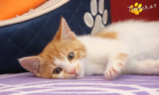 Katze Anton (Foto by Tiereck.at - Lavanttaler Tierhilfe)