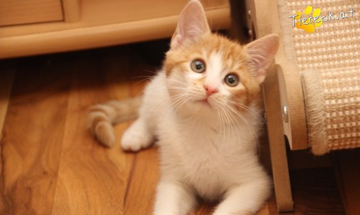 Katze Anton (Foto by Tiereck.at - Lavanttaler Tierhilfe)