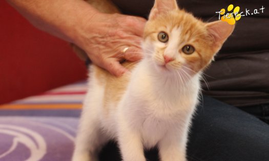 Katze Anton (Foto by Tiereck.at - Lavanttaler Tierhilfe)