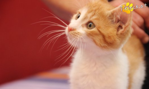 Katze Anton (Foto by Tiereck.at - Lavanttaler Tierhilfe)