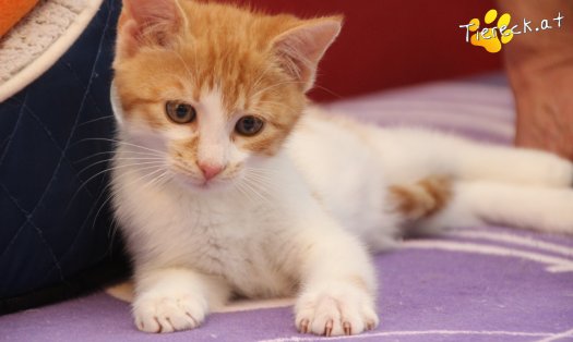 Katze Anton (Foto by Tiereck.at - Lavanttaler Tierhilfe)