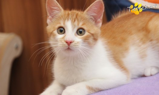 Katze Anton (Foto by Tiereck.at - Lavanttaler Tierhilfe)