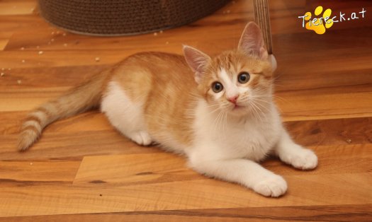 Katze Anton (Foto by Tiereck.at - Lavanttaler Tierhilfe)