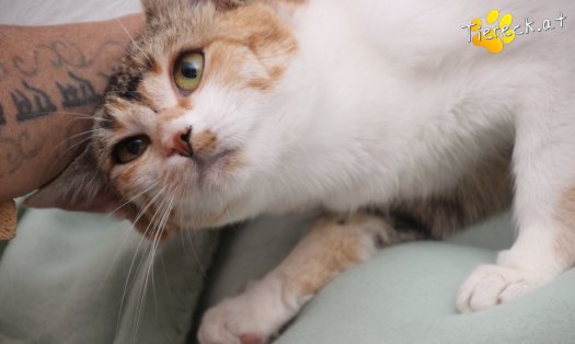 Katze Feli (Foto by Tiereck.at - Lavanttaler Tierhilfe)