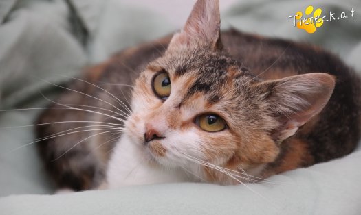 Katze Feli (Foto by Tiereck.at - Lavanttaler Tierhilfe)